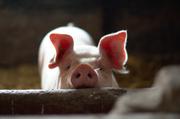../galleries/2017.08.04_Schweinerei/DSC_4352.thumbnail.jpg