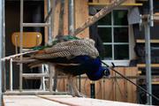 ../galleries/2017.09.09_Baerenpark_Worbis/DSC_4677.thumbnail.jpg