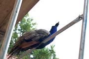 ../galleries/2017.09.09_Baerenpark_Worbis/DSC_4678.thumbnail.jpg