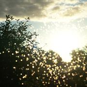 ../galleries/2017.09.13_Sonnenfenster/DSC_4692.thumbnail.jpg