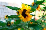 ../galleries/2017.09.16_Botanischer_Garten/DSC_4720.thumbnail.jpg