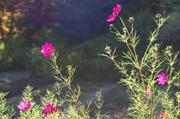 ../galleries/2017.09.16_Botanischer_Garten/DSC_4782.thumbnail.jpg