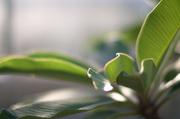../galleries/2017.09.16_Botanischer_Garten/DSC_4833.thumbnail.jpg