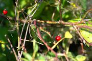 ../galleries/2017.10.14_Nikolausberg/DSC_5027.thumbnail.jpg