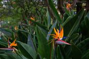 ../galleries/2018.01.26_Madeira_Tag_2/DSC_6026.thumbnail.jpg