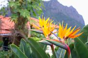 ../galleries/2018.01.30_Madeira_Tag_6/DSC_6264.thumbnail.jpg