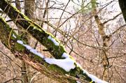 ../galleries/2018.02.18_Spaziergang_Hoher_Hagen/DSC_6481.thumbnail.jpg