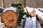 ../galleries/2018.03.18_Spaziergang_in_Weende/DSC_6682.thumbnail.jpg