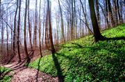 ../galleries/2018.04.08_Bärlauch/DSC_6937.thumbnail.jpg