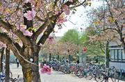 ../galleries/2018.04.15_Kirschblüte/DSC_6968.thumbnail.jpg
