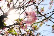 ../galleries/2018.04.15_Kirschblüte/DSC_6973.thumbnail.jpg