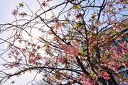 ../galleries/2018.04.15_Kirschblüte/DSC_6977.thumbnail.jpg