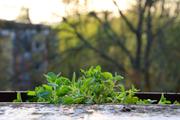 ../galleries/2018.04.18_Balkongemüse/DSC_7008.thumbnail.jpg