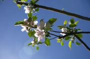 ../galleries/2018.05.01_Britzer_Garten/DSC_7016.thumbnail.jpg