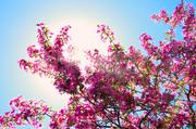 ../galleries/2018.05.01_Britzer_Garten/DSC_7025.thumbnail.jpg