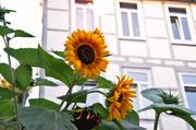 ../galleries/2018.07.18_Innenstadt/DSC_9375.thumbnail.jpg