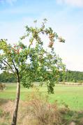 ../galleries/2018.10.03_Apfelernte/DSC_0739.thumbnail.jpg