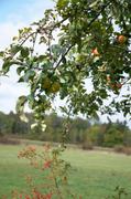 ../galleries/2018.10.03_Apfelernte/DSC_0742.thumbnail.jpg