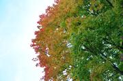 ../galleries/2018.10.06_Herbstblaetter/DSC_0754.thumbnail.jpg