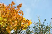 ../galleries/2018.10.06_Herbstblaetter/DSC_0755.thumbnail.jpg