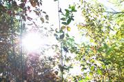 ../galleries/2018.10.06_Herbstblaetter/DSC_0760.thumbnail.jpg