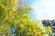 ../galleries/2018.10.06_Herbstblaetter/DSC_0763.thumbnail.jpg