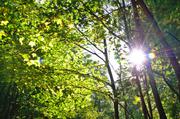 ../galleries/2018.10.06_Herbstblaetter/DSC_0766.thumbnail.jpg