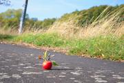 ../galleries/2018.10.06_Herbstblaetter/DSC_0770.thumbnail.jpg
