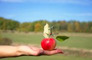 ../galleries/2018.10.06_Herbstblaetter/DSC_0771.thumbnail.jpg