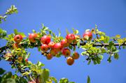 ../galleries/2018.10.06_Herbstblaetter/DSC_0775.thumbnail.jpg