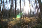 ../galleries/2018.10.13_Harzwanderung/DSC_0829.thumbnail.jpg