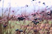 ../galleries/2018.11.24_Spaziergang_in_Roringen/DSC_0060.thumbnail.jpg