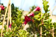 ../galleries/2018.11.25_Botanischer_Garten/DSC_0115.thumbnail.jpg