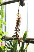 ../galleries/2018.11.25_Botanischer_Garten/DSC_0140.thumbnail.jpg