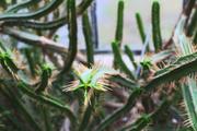 ../galleries/2018.11.25_Botanischer_Garten/DSC_0149.thumbnail.jpg