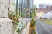 ../galleries/2018.11.25_Botanischer_Garten/DSC_0158.thumbnail.jpg