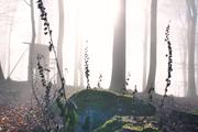 ../galleries/2018.12.28_Spaziergang_im_Taunus/DSC_0419.thumbnail.jpg