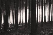 ../galleries/2018.12.28_Spaziergang_im_Taunus/DSC_0426.thumbnail.jpg