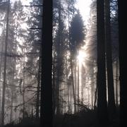 ../galleries/2018.12.28_Spaziergang_im_Taunus/DSC_0428.thumbnail.jpg