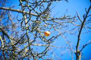 ../galleries/2019.01.20_Experimenteller_Botanischer_Garten/DSC_0541.thumbnail.jpg