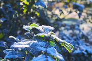 ../galleries/2019.01.20_Experimenteller_Botanischer_Garten/DSC_0548.thumbnail.jpg