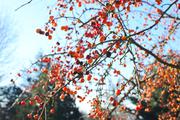 ../galleries/2019.01.20_Experimenteller_Botanischer_Garten/DSC_0563.thumbnail.jpg