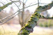 ../galleries/2019.01.20_Experimenteller_Botanischer_Garten/DSC_0586.thumbnail.jpg