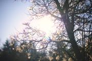 ../galleries/2019.01.20_Experimenteller_Botanischer_Garten/DSC_0588.thumbnail.jpg
