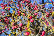 ../galleries/2019.01.20_Experimenteller_Botanischer_Garten/DSC_0594.thumbnail.jpg