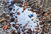../galleries/2019.01.20_Experimenteller_Botanischer_Garten/DSC_0596.thumbnail.jpg