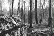 ../galleries/2019.02.16_Spaziergang_in_Hann._Münden/DSC_0835.thumbnail.jpg