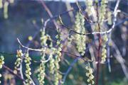 ../galleries/2019.03.21_Experimenteller_Botanischer_Garten/DSC_0875.thumbnail.jpg