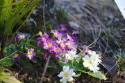 ../galleries/2019.03.21_Experimenteller_Botanischer_Garten/DSC_0876.thumbnail.jpg