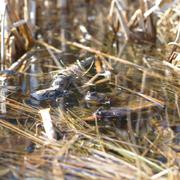 ../galleries/2019.03.23_Hoher_Meissner/DSC_0943.thumbnail.jpg